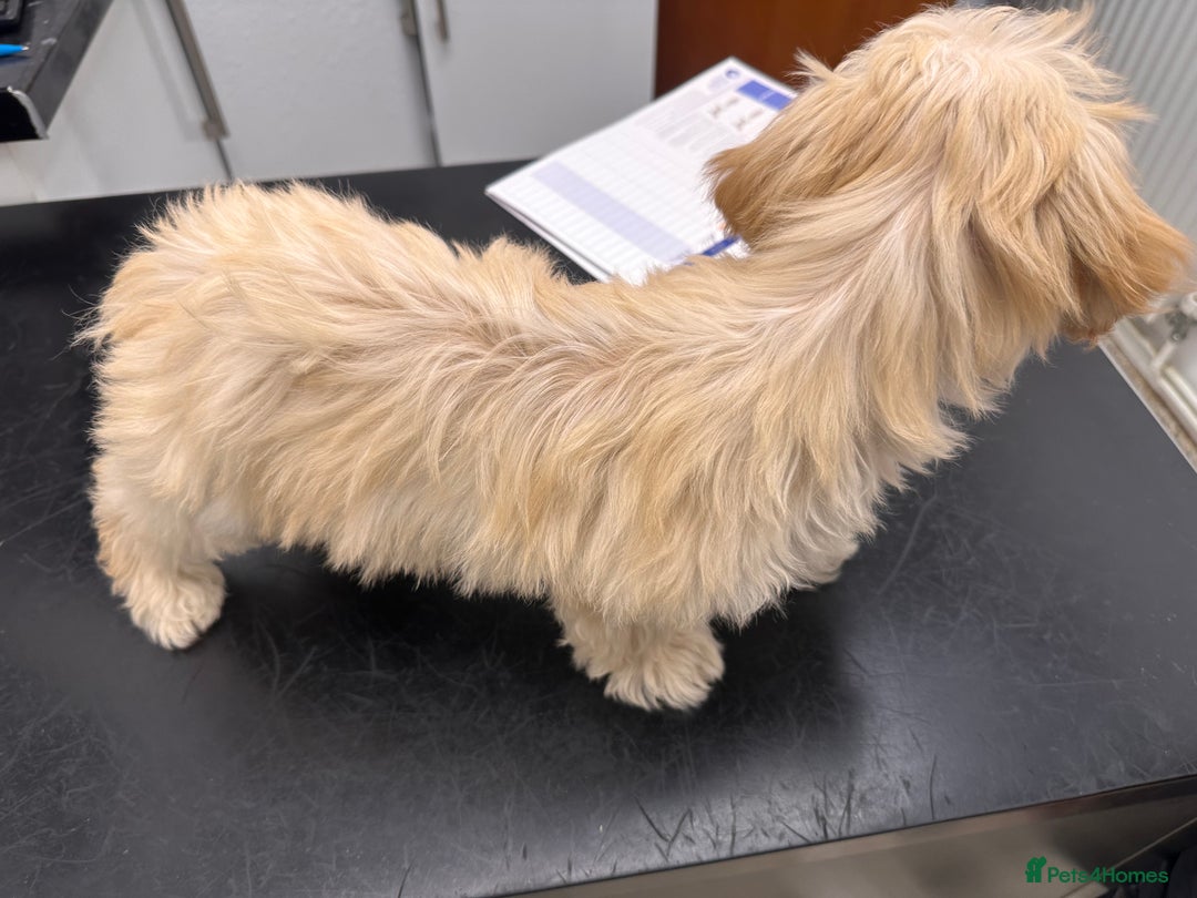 Maltipoo dogs for sale: F1 toy maltipoo female beautiful champagne/golden - Image 2
