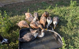 Ducks poultry for sale: Call ducks for sale - Image 2