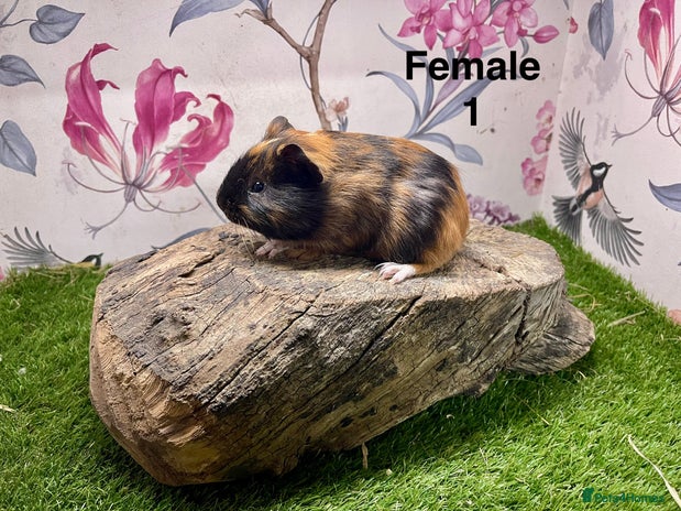 Guinea Pig rodents - Advert 1