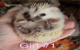 Pygmy Hedgehog rodents for sale: Male and female Pygmy hedgehogs ready to reserve - Image 18