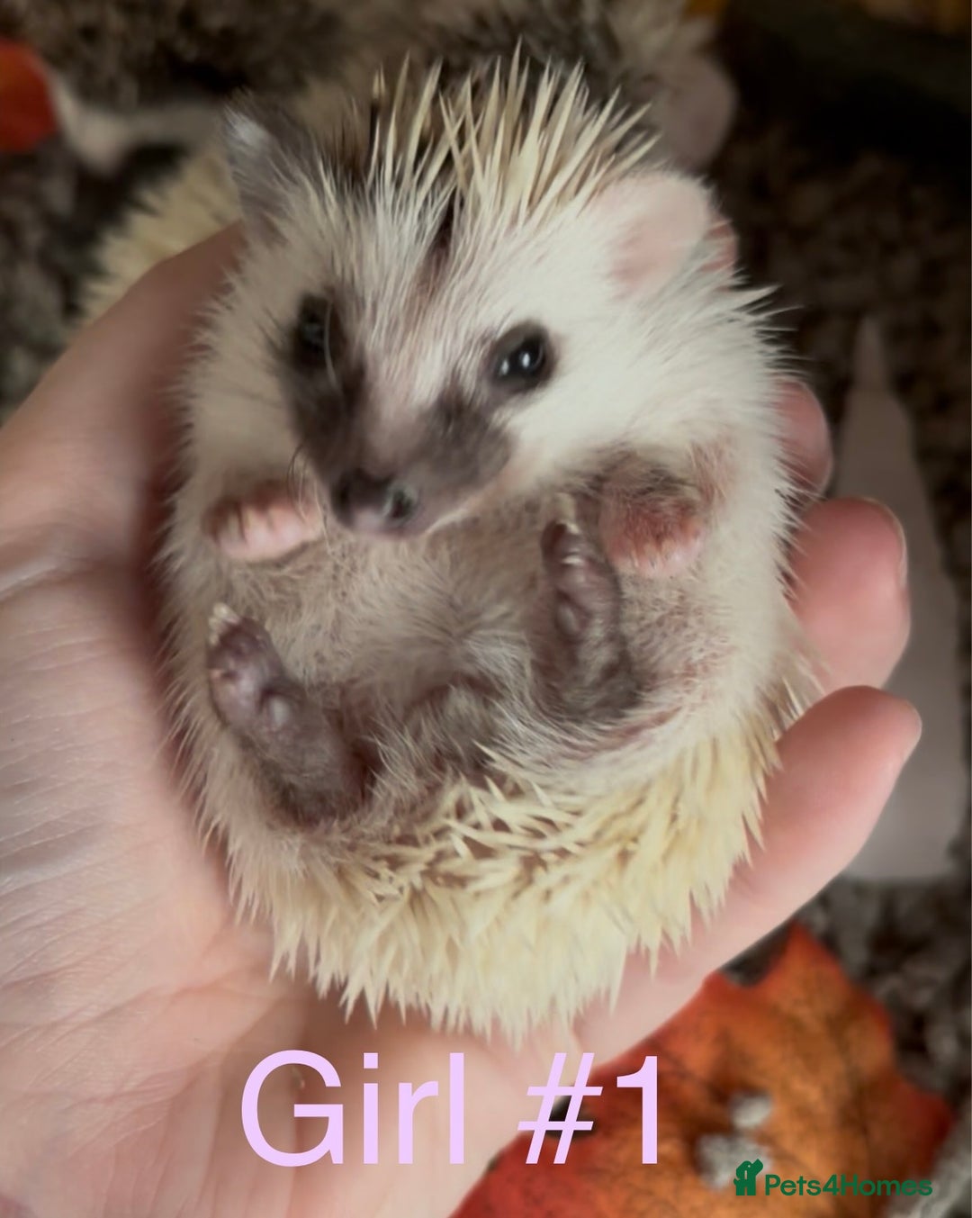 Pygmy Hedgehog rodents for sale: Male and female Pygmy hedgehogs ready to reserve - Image 18
