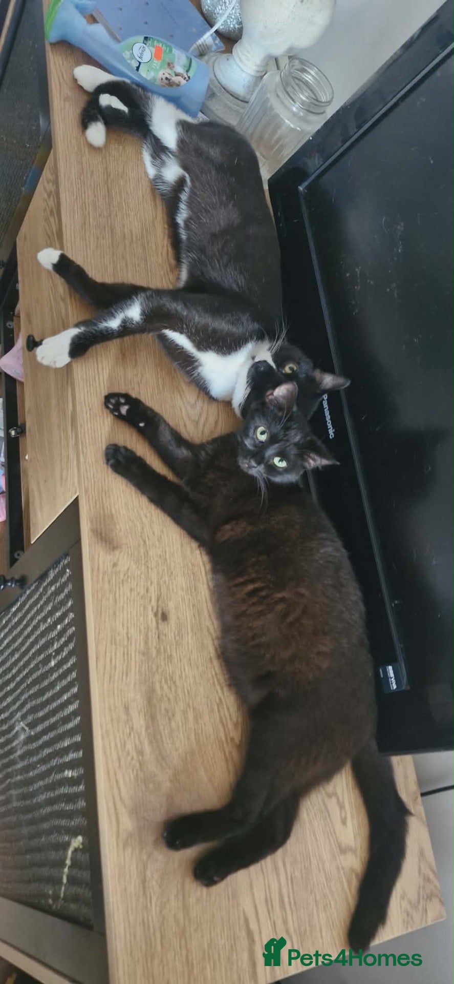 Mixed Breed cats Mixed breed kittens - Advert 1