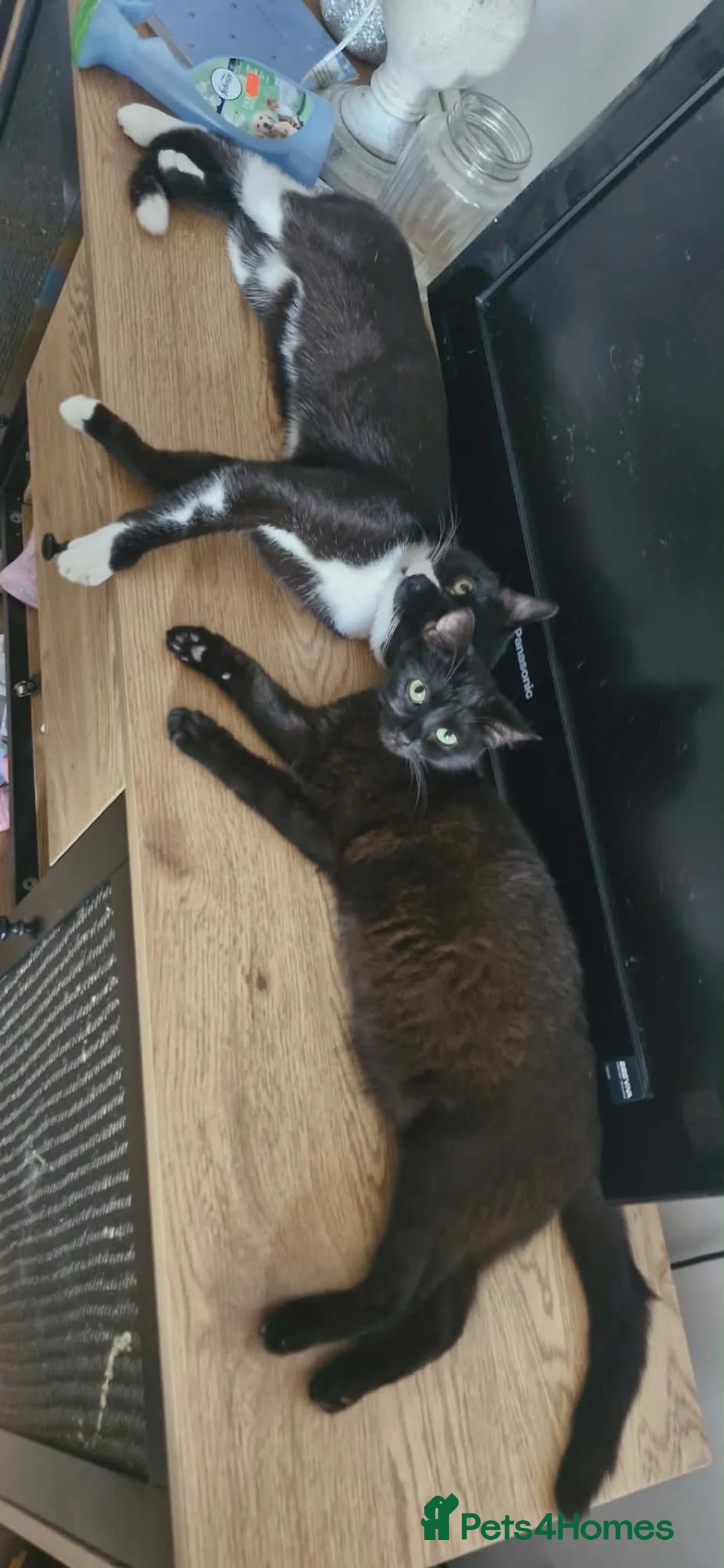 Mixed Breed cats for sale: Mixed breed kittens - Advert 1