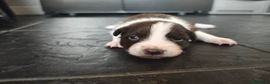 Puppy 7 - Brown and white boy