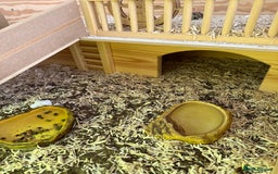 Tortoise reptiles for sale: Dwarf Hermann Tortoise with enclosure - Image 4
