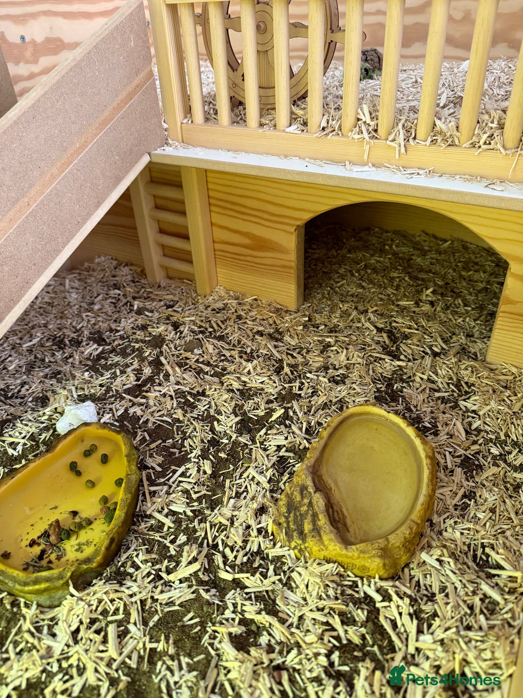 Tortoise reptiles for sale: Dwarf Hermann Tortoise with enclosure - Image 4