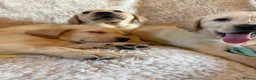 Labrador Retriever dogs for sale: ❤️💫 Superb, chunky, Golden Labrador puppies 💫❤️ in Stourbridge - Advert 15