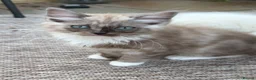 Ragdoll cats for sale: Mink & Sepia Ragdolls Cherubim TICA Pedigree  - Advert 18