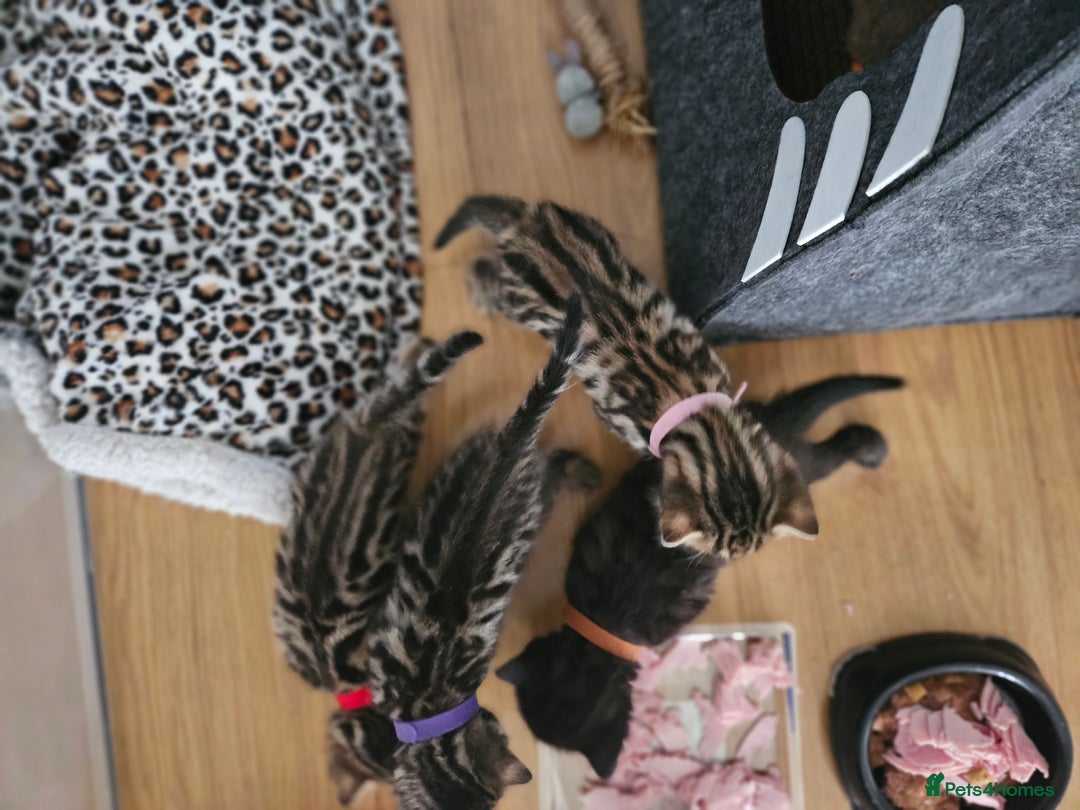 Bengal cats for sale: Bengal beauties - Image 11
