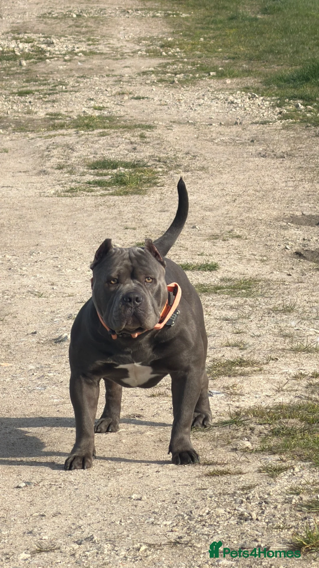 American Bully dogs for stud: American Bully Stud - Advert 2