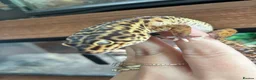 Leopard Gecko reptiles for sale: Leopard gecko in Winchester - Advert 4