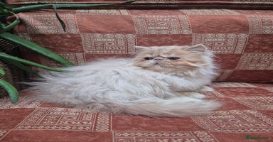 Persian cats 💙READY NOW💙🏆Champion sired Persian boy💙 😸  - Advert 3