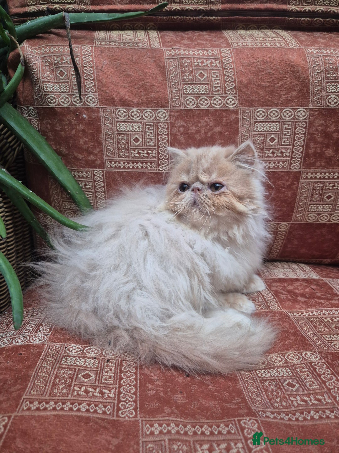 Persian cats for sale: 💙READY NOW💙🏆Champion sired Persian boy💙 😸  - Advert 2