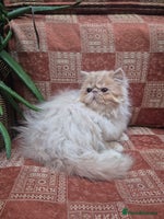 Persian cats 💙READY NOW💙🏆Champion sired Persian boy💙 😸 - Advert 6