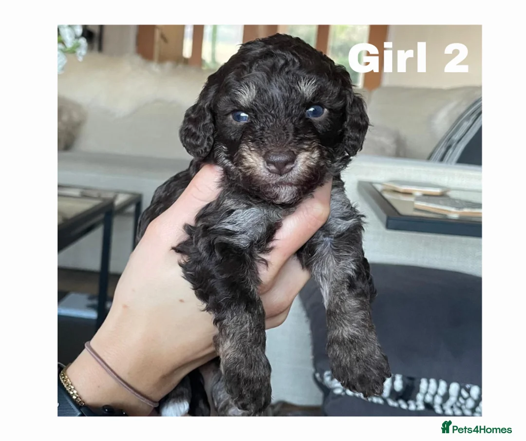 Maltipoo dogs for sale: Adorable Maltipoo girls ready to leave 22nd of Feb - Advert 5