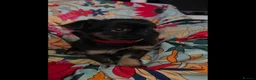 Griffon Bruxellois dogs for sale: Stunning Griffon Bruxellois puppies KC registered - Advert 7
