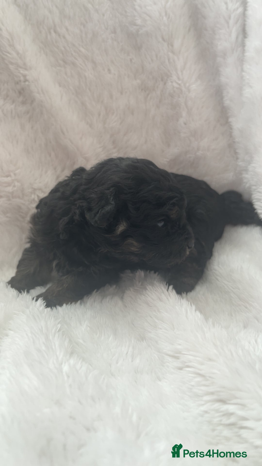 Poochon dogs for sale: Poochon puppies looking for forever home - Image 8