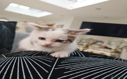 Russian Blue cats for sale: Lovley Russian white/Persian  - Advert 21