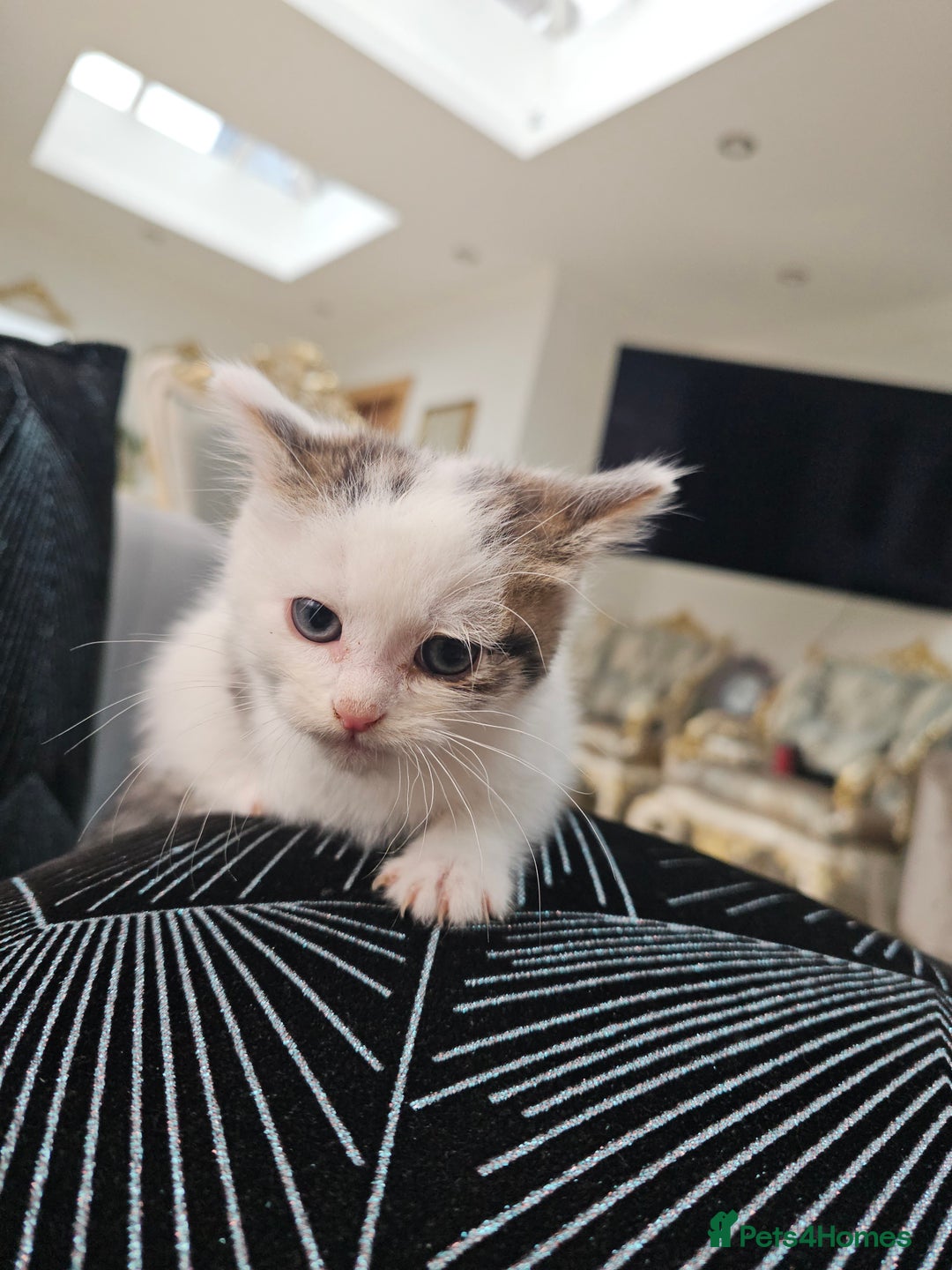 Russian Blue cats for sale: Lovley Russian white/Persian  - Advert 21