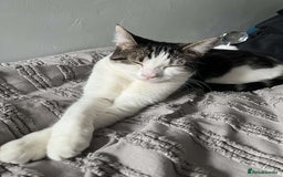 British Shorthair cats for sale: Both together  - Image 17