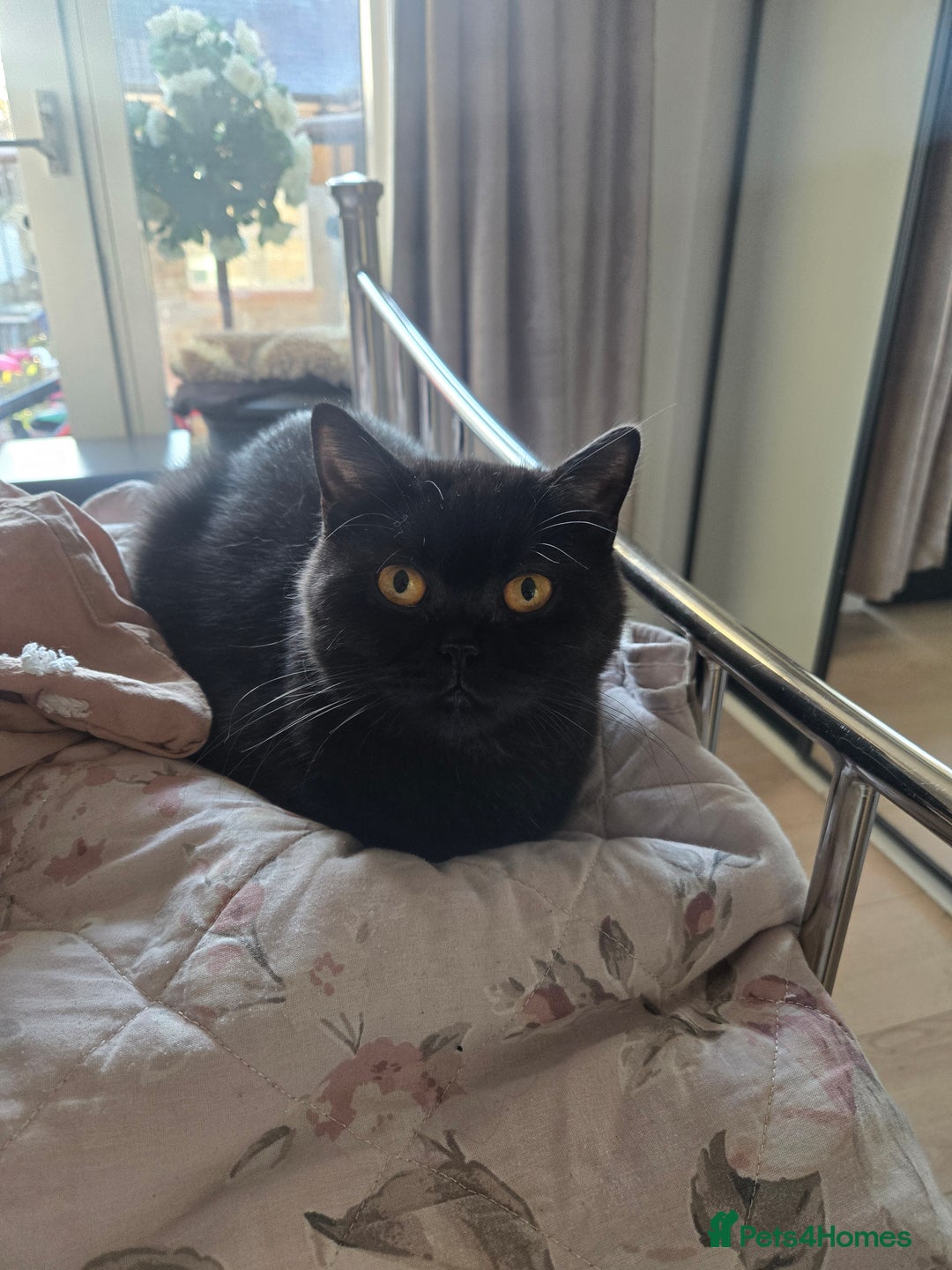 British Shorthair cats for sale: British Shorthair Black female - Advert 15