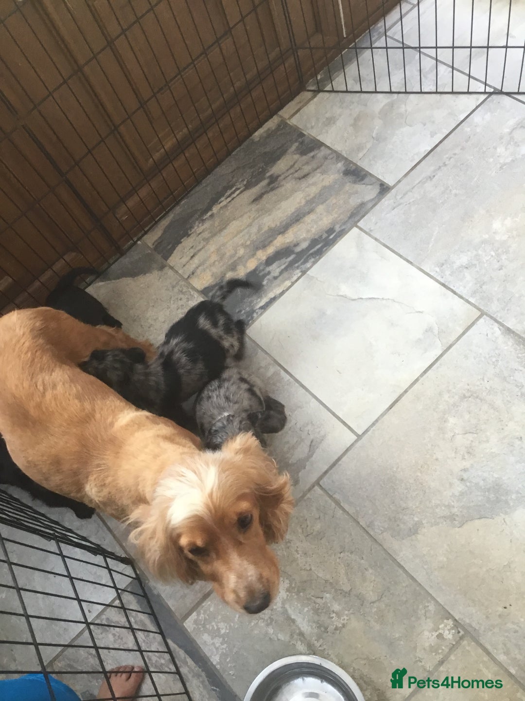 Cocker Spaniel dogs for sale: Working cocker spaniels  - Image 6