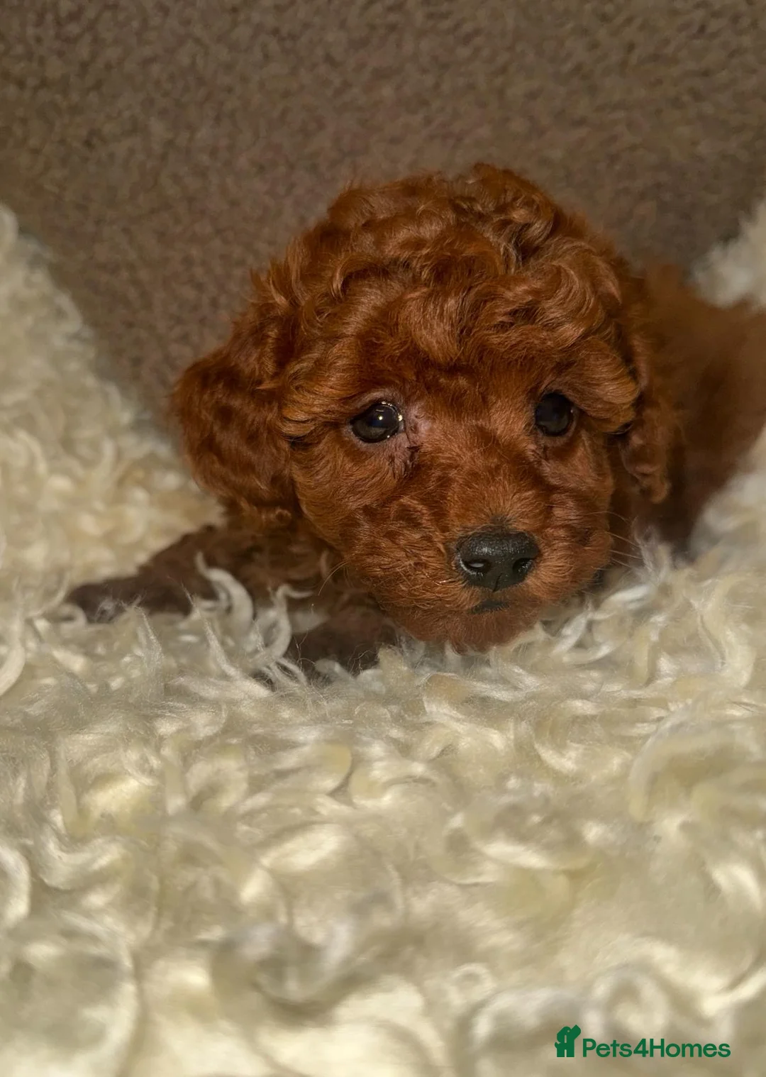 Toy Poodle dogs for sale: ❤️❤️Deep Red Petite KC Toy Poodles❤️❤️ - Advert 7