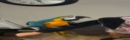 Macaws birds for sale: Blue and gold macaws - Advert 3
