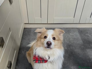 Border Collie dogs Border Collie for Stud - Proven in Preston - Advert 3