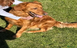 Golden Retriever dogs for sale: ⭐ DARK golden retriever puppies 🐶  - Image 5