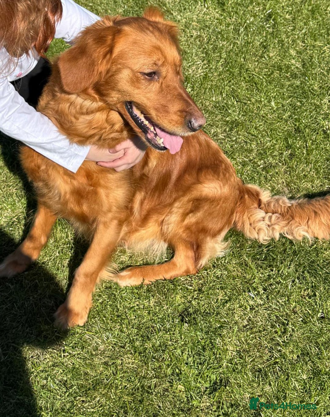 Golden Retriever dogs for sale: ⭐ DARK golden retriever puppies 🐶  - Image 5