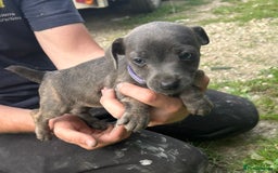 Jack Russell dogs for sale: Blue & Black Brindle Jack Russells - Image 25