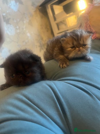 Persian cats - Advert 1