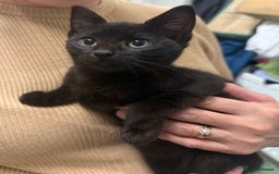 Mixed Breed cats for sale: Gorgeous black kittens - Image 2