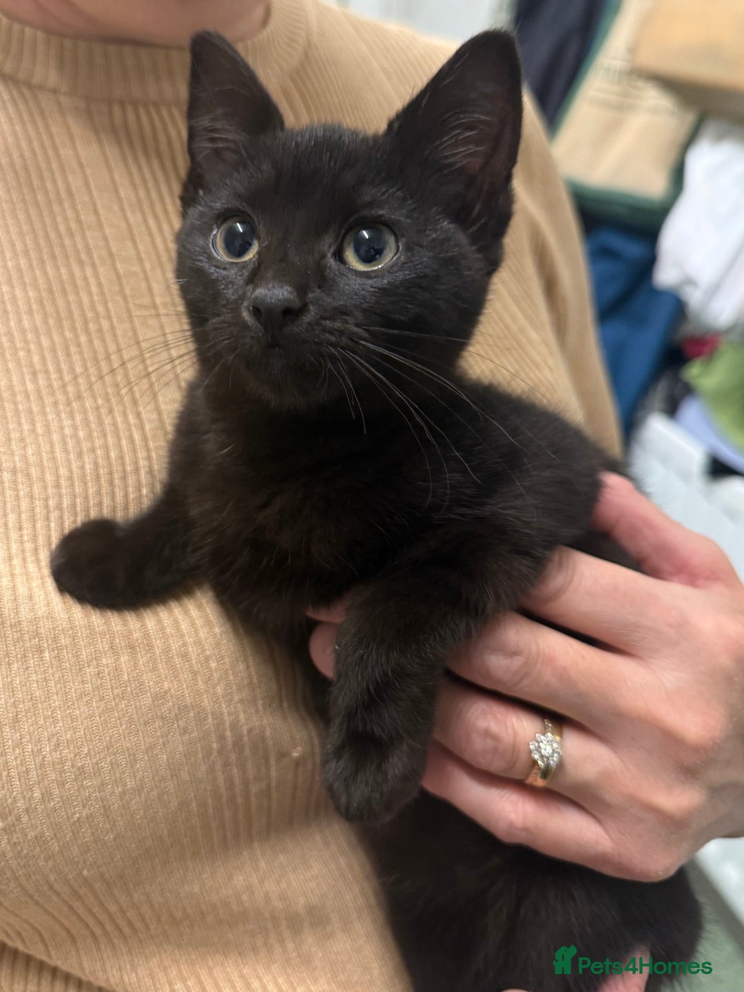Mixed Breed cats for sale: Gorgeous black kittens - Image 2