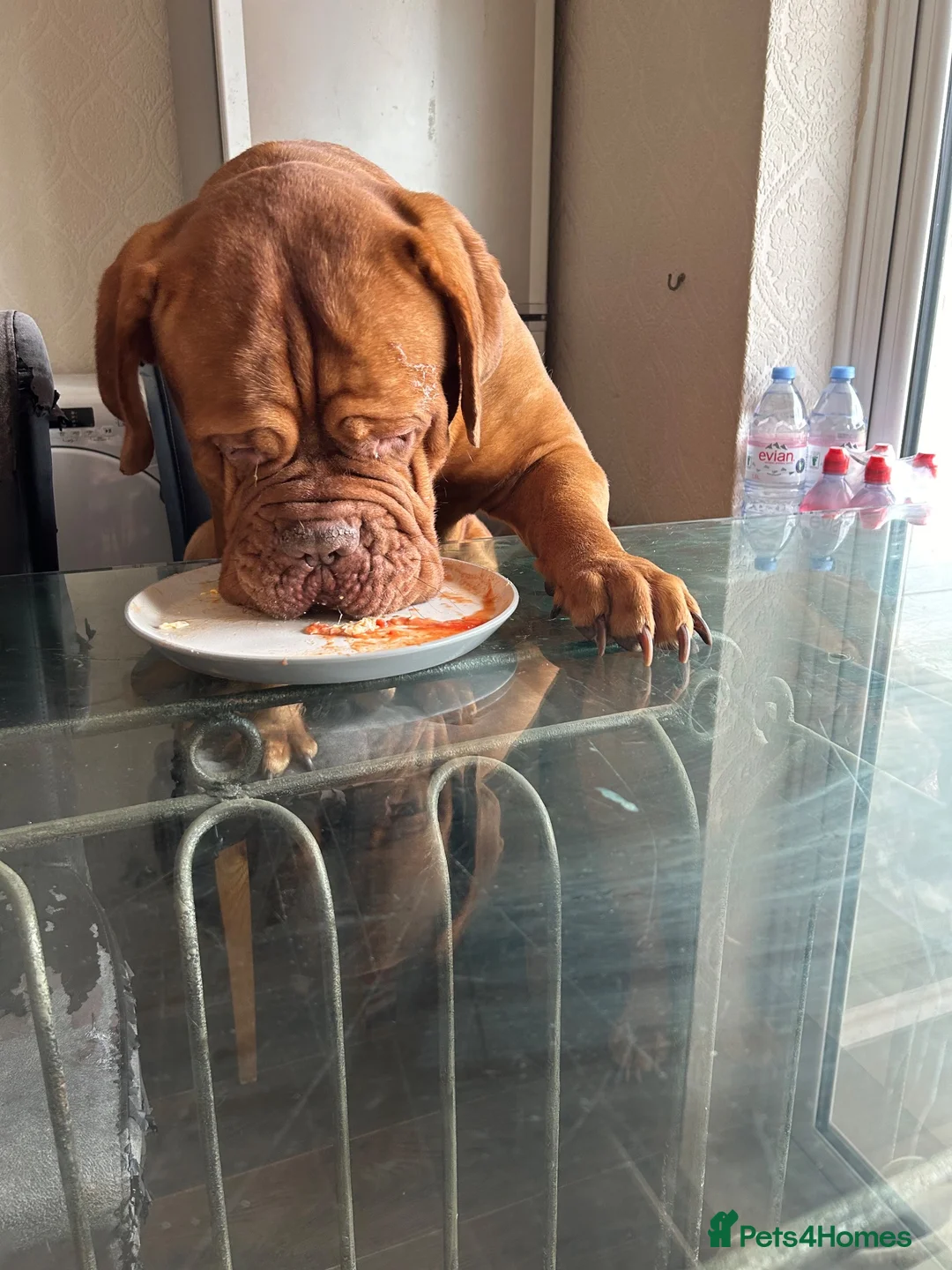 Dogue De Bordeaux dogs for stud: Douge de Bordeaux - Advert 7
