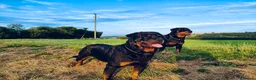 Rottweiler dogs for sale: Rottweiler puppies in Caersws - Advert 10