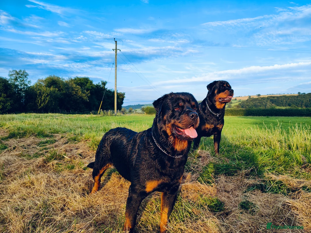 Rottweiler dogs for sale: Rottweiler puppies in Caersws - Advert 10