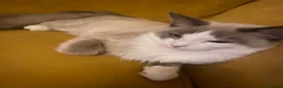 Ragdoll cats for sale: Ragdoll kitten  - Advert 11