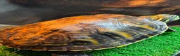 Turtle reptiles for sale: Young Florida red bellied turtle  in Corsham - Advert 2