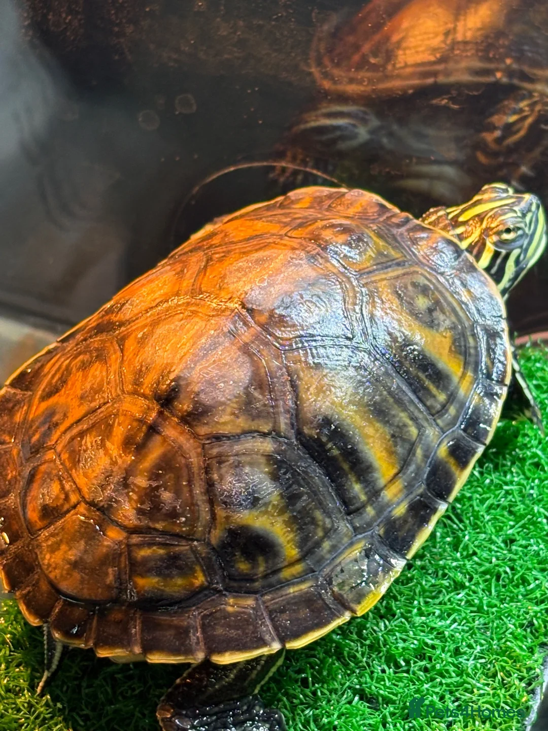 Turtle reptiles for sale: Young Florida red bellied turtle  in Corsham - Advert 2