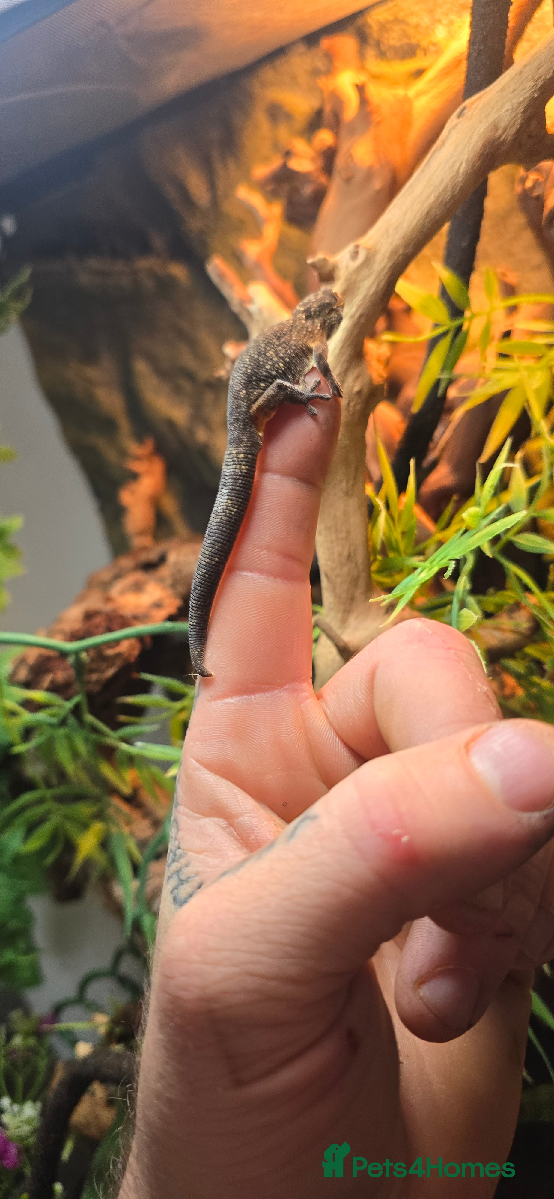 Gecko reptiles Chameleon gecko  in Chesterfield - Advert 3