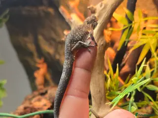 Gecko reptiles Chameleon gecko in Chesterfield - Advert 3