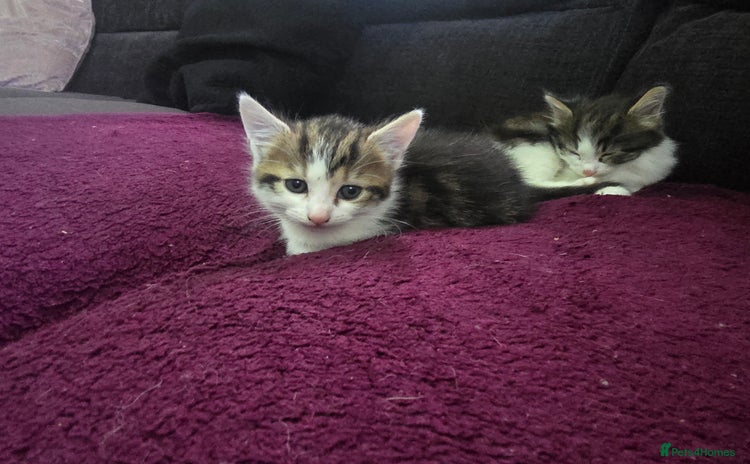 Mixed Breed cats - Advert 11