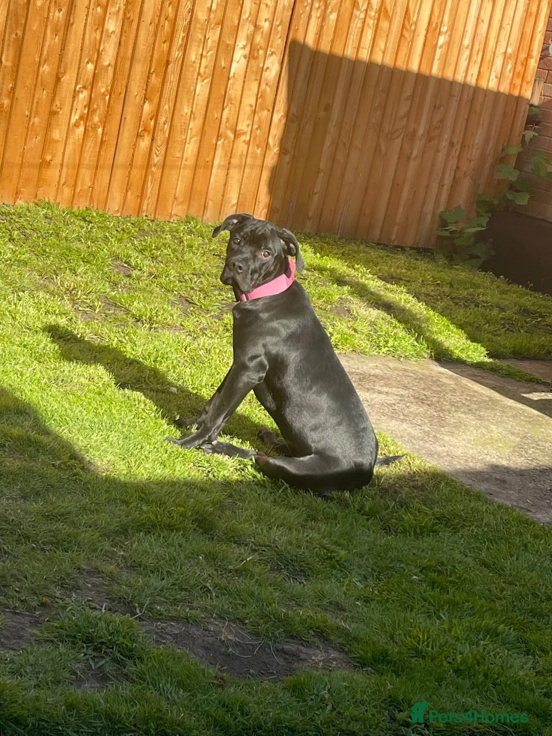 Cane Corso dogs for sale: Panther  - Advert 2