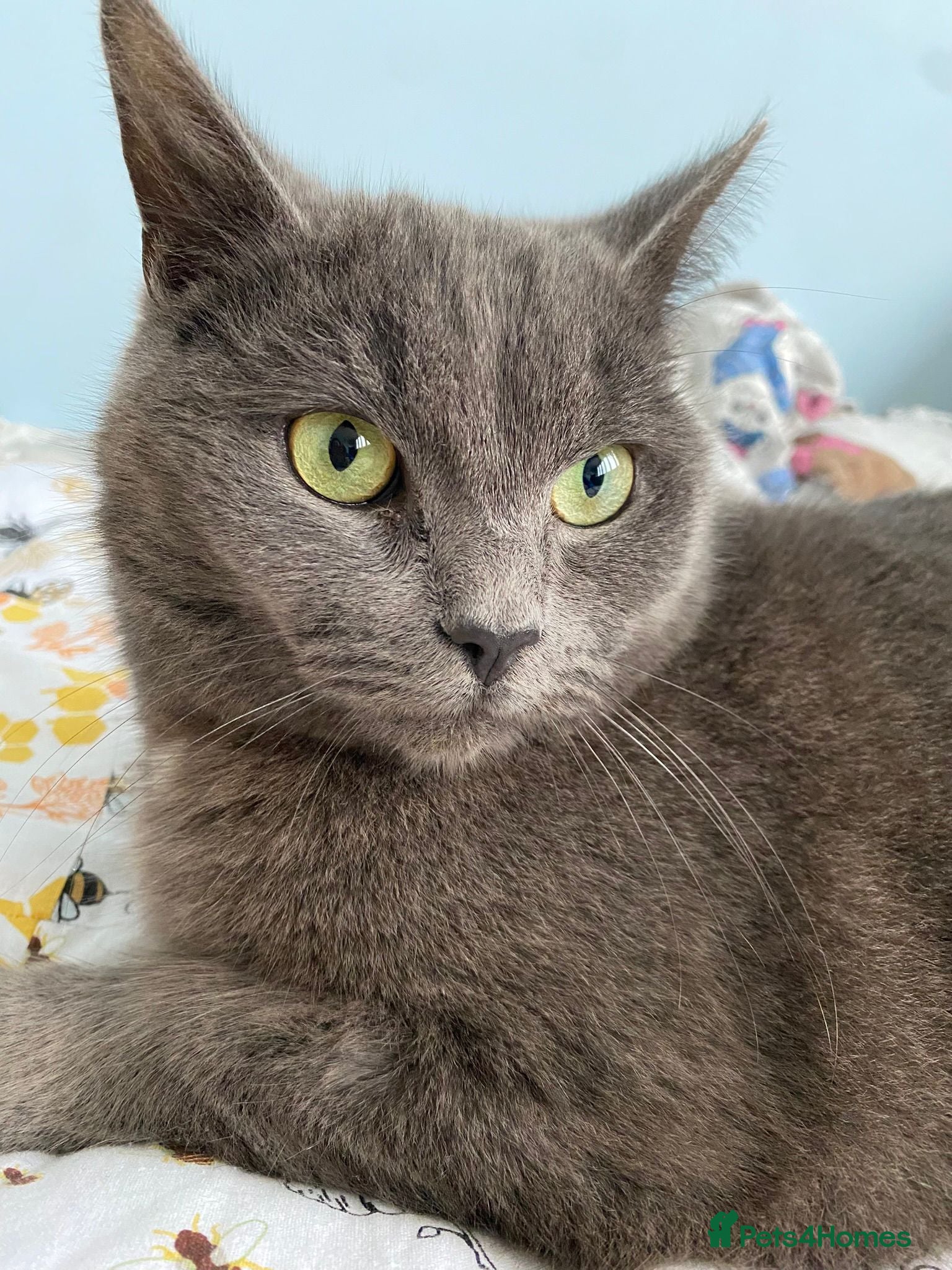 Mixed Breed cats Lovely male 3 year old cat.  - Advert 2