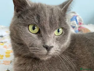 Mixed Breed cats Lovely male 3 year old cat. - Advert 2