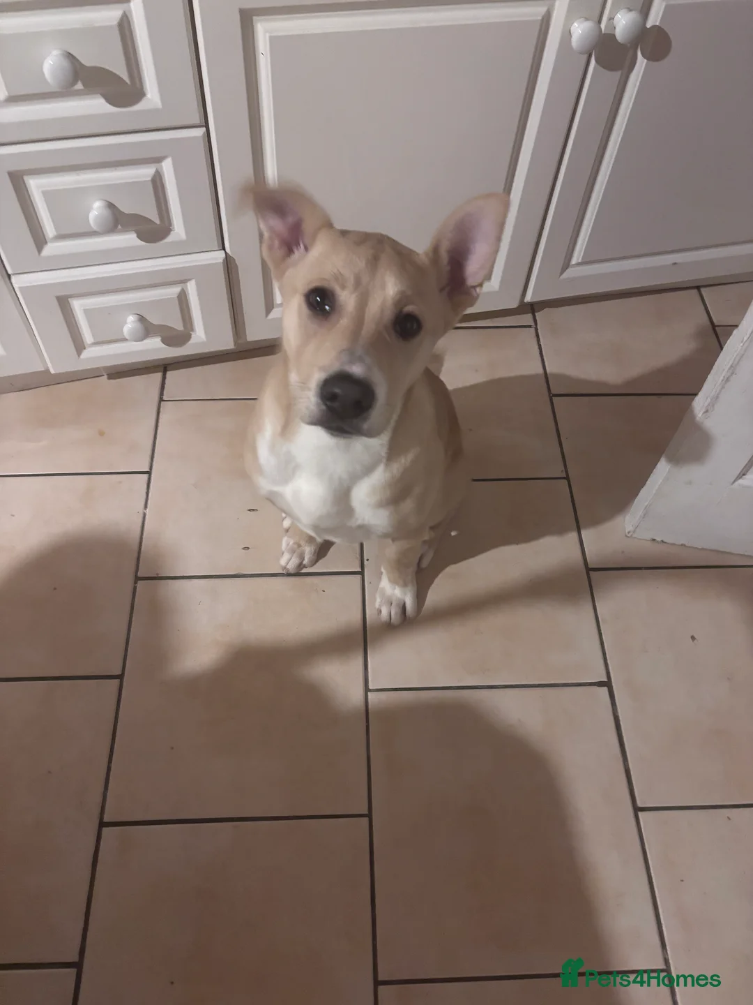 Mixed Breed dogs for sale: Male puppy - Advert 1