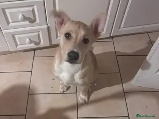 Mixed Breed dogs Male puppy - Advert 1