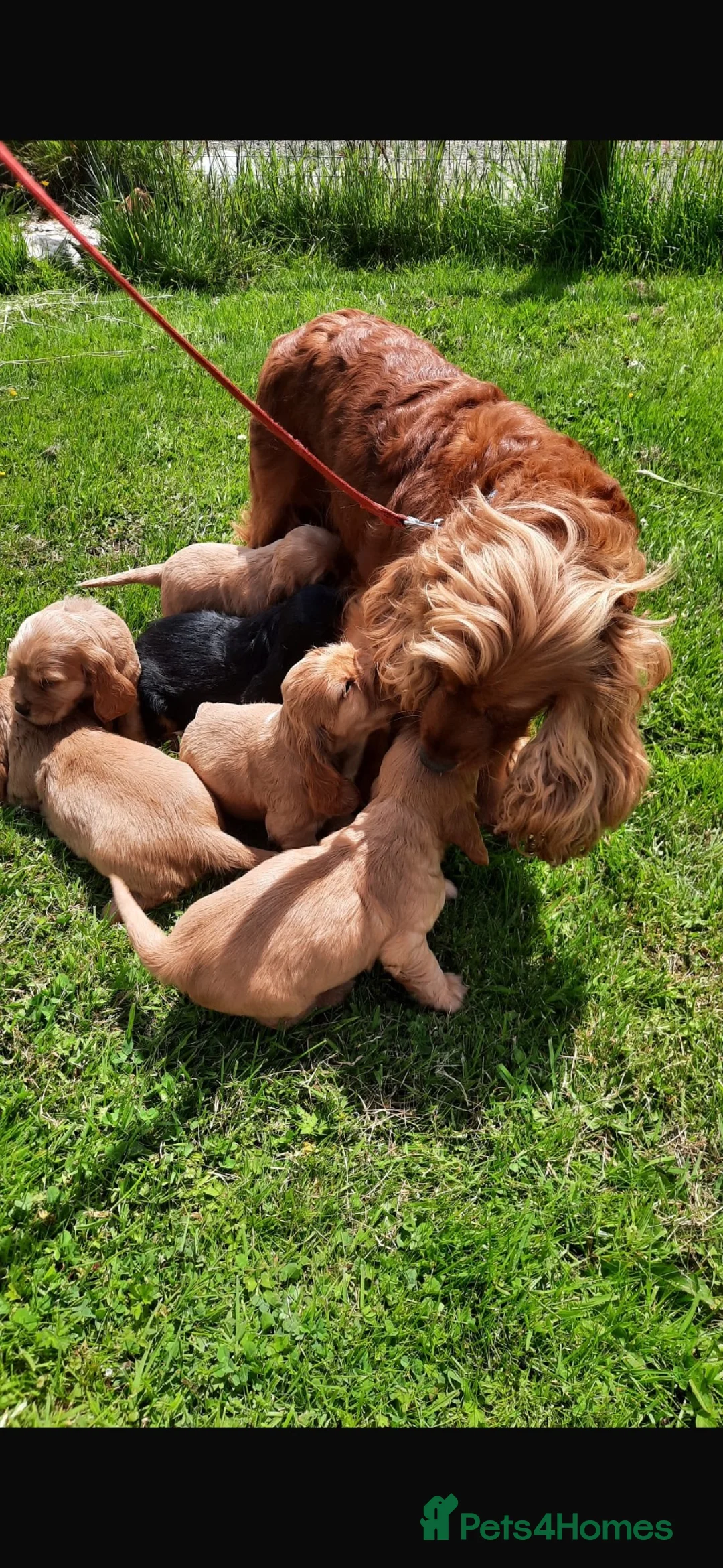 Cocker Spaniel dogs for sale: Adorable golden and balck and tan cocker spaniels  in Llanon - Advert 14